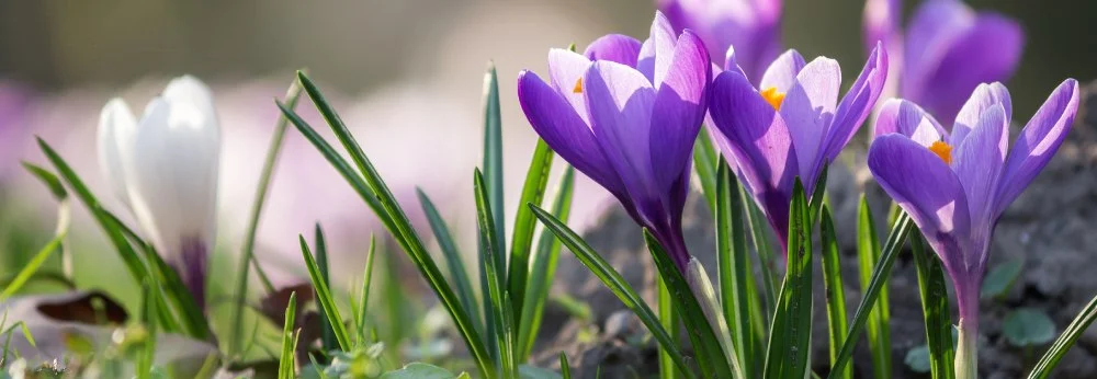 Lila und weiße Krokusse blühen im Gras in der Sonne.